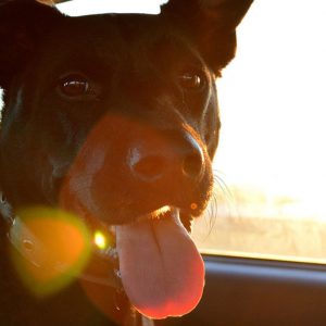 Traveling with Pets