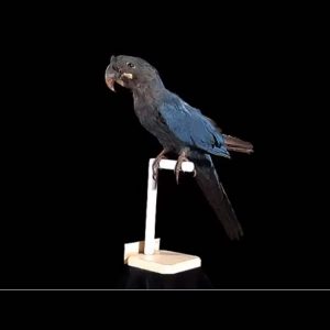 Glaucous Macaws