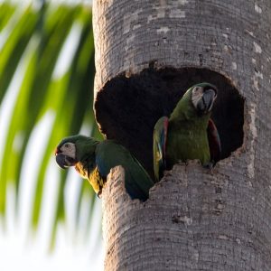 Chestnut Fronted Macaw