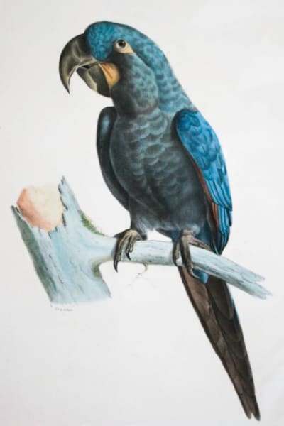 A Glaucous Macaws sitting on a branch
