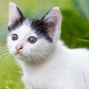 National Cat Day