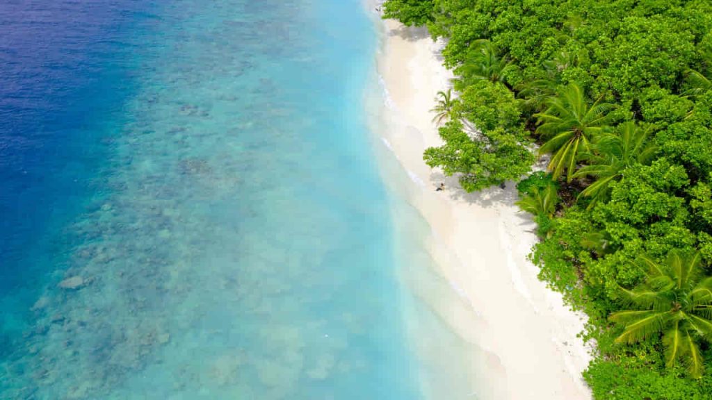 Green Trees Beside Body of Water