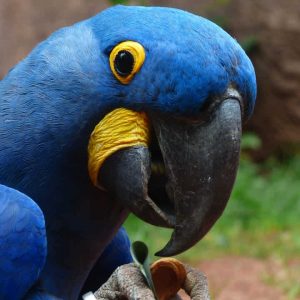 Blue Macaw