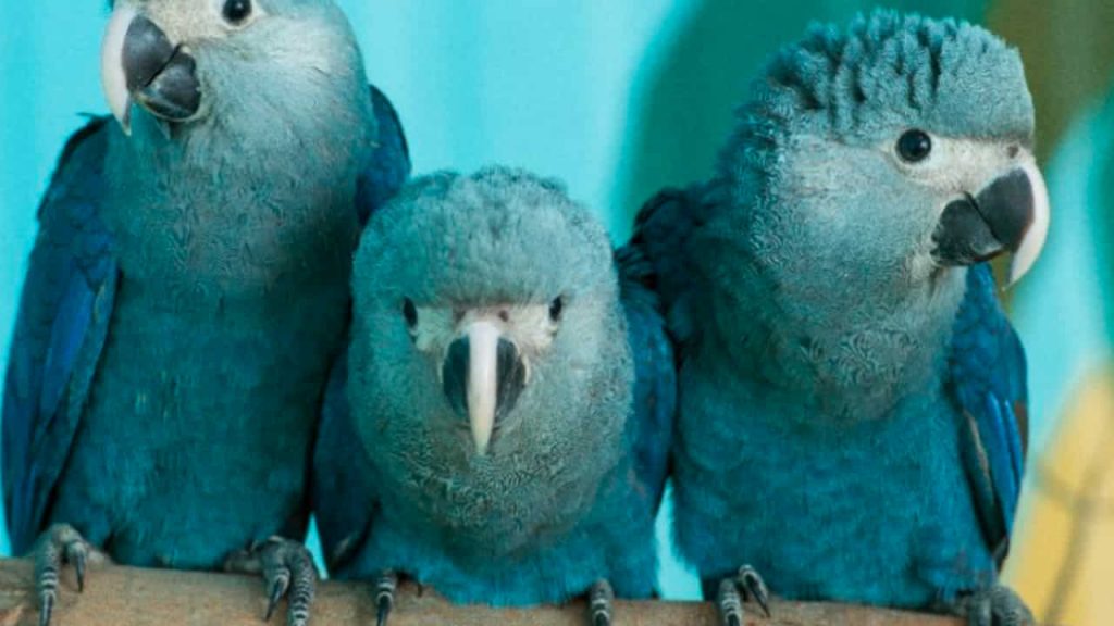 Threatened Macaws 