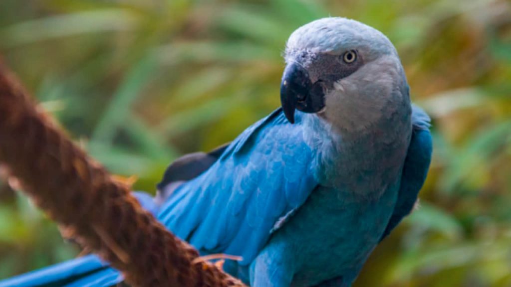 Spix's Macaw on a Branch
