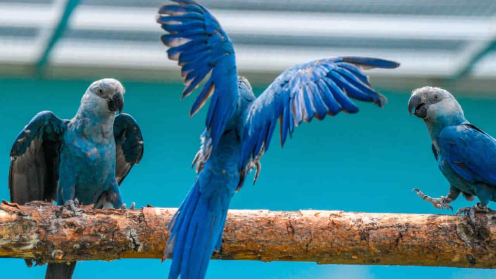Three-Macaws-Playing