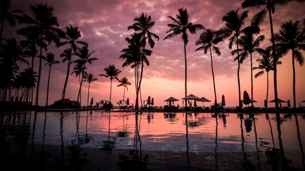 Coconut Palm Tress Beside Calm Lake Silhouette Hawaii