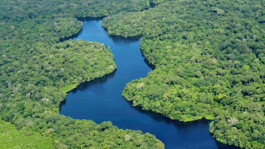 lake in between the forest