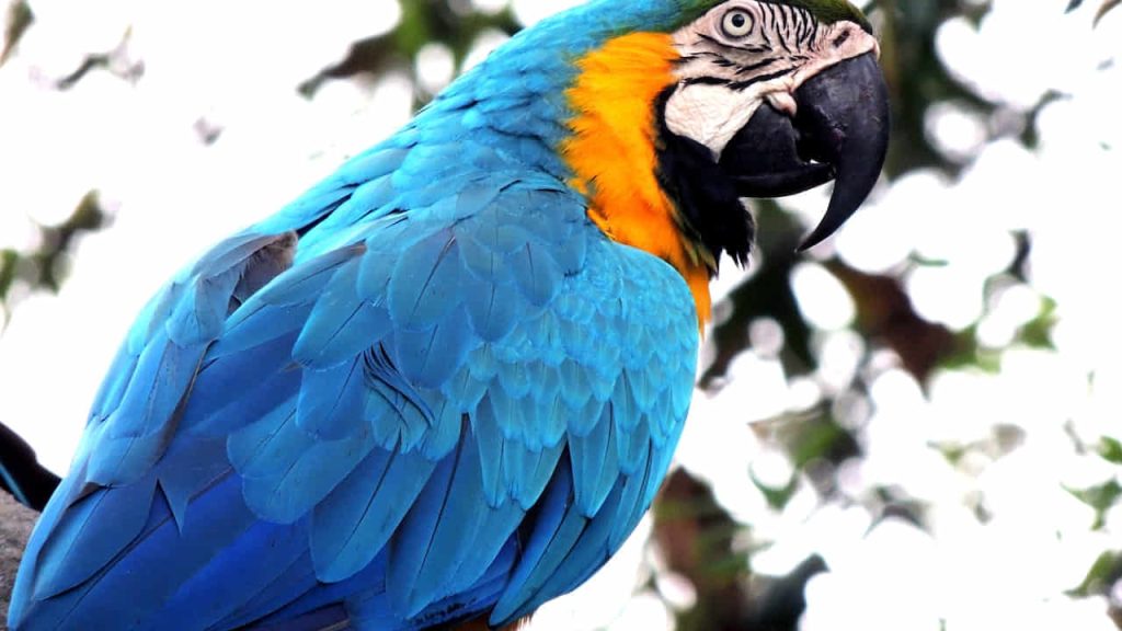 blue and orange macaw