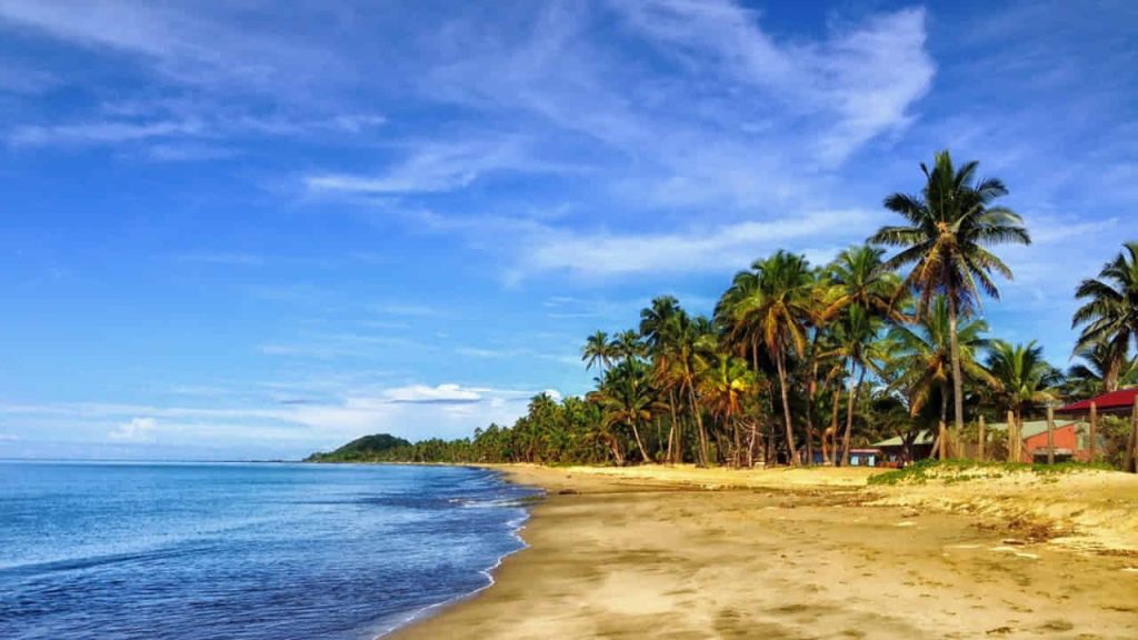 beach with long trees