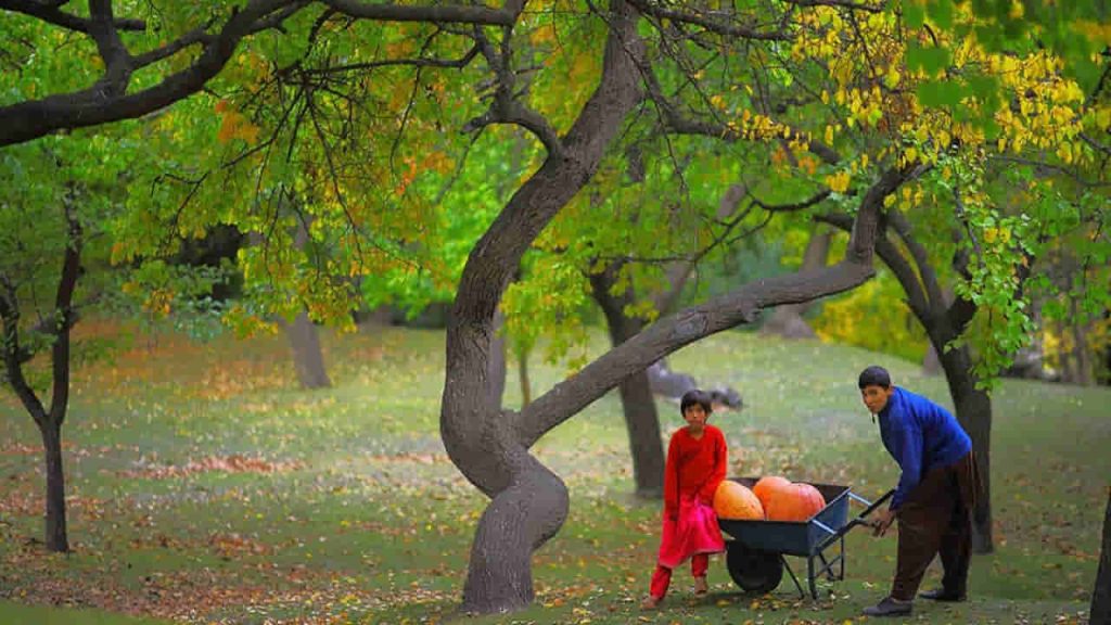 Two children collecting fruits in Hunza's garden