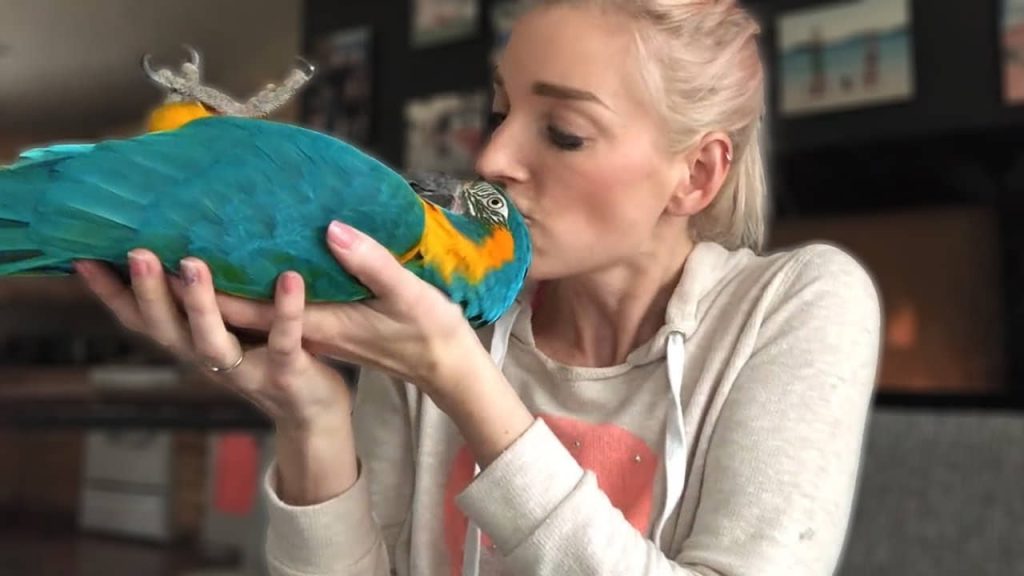 Woman kissing her pet macaw