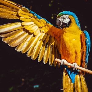 yellow and blue macaw