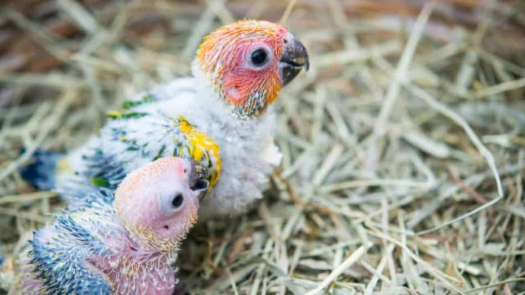 baby macaw parrots