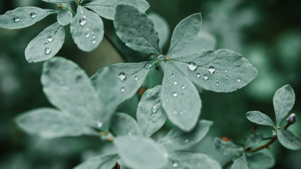 Water Drops on Leaves