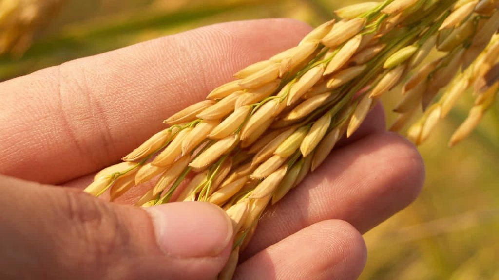 rice grain in agriculture