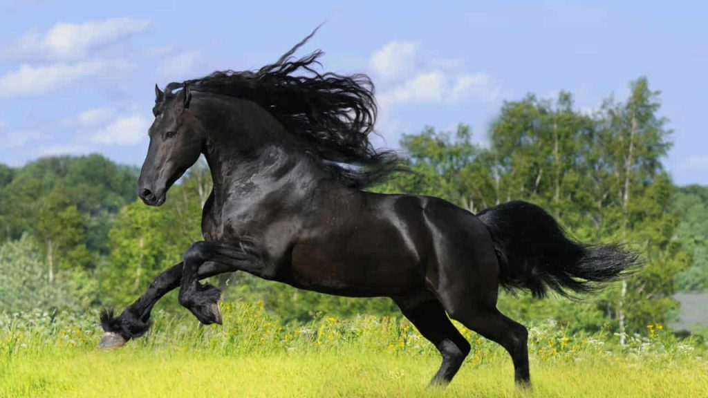 Friesian-Horse