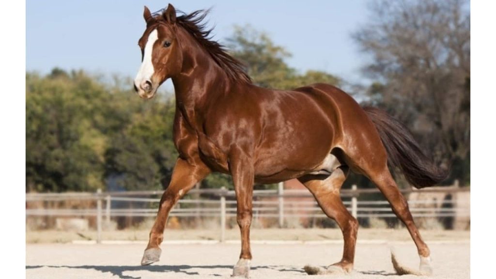 american-quarter-horse