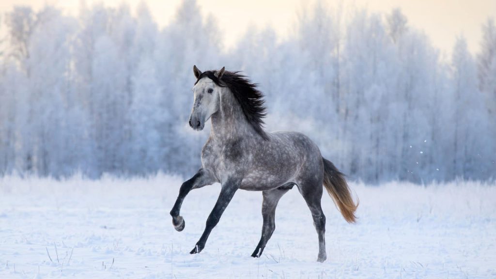 Andalusian