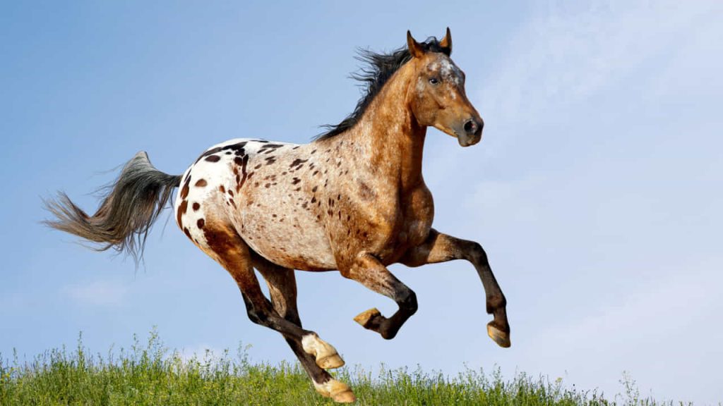appaloosa