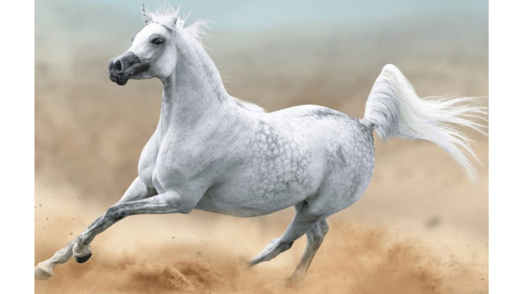 arabian-horse