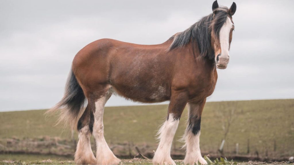 clydesdale-horse