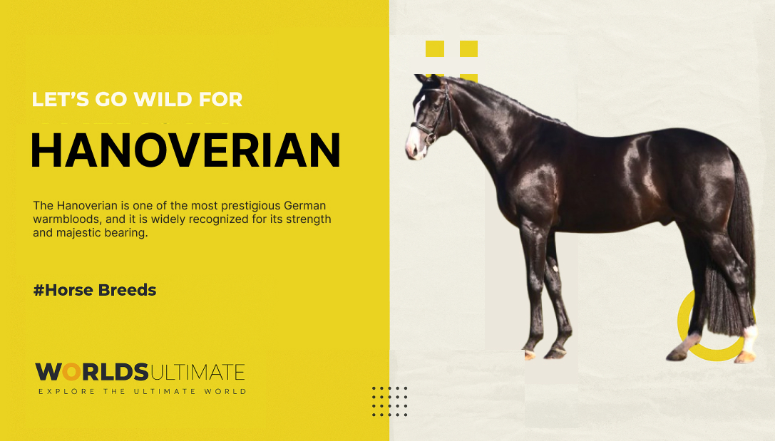 Hanoverian most prestigious German warmbloods