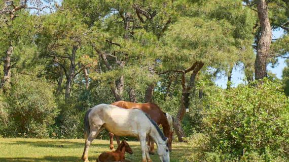 Horse Breeds Eating Grass