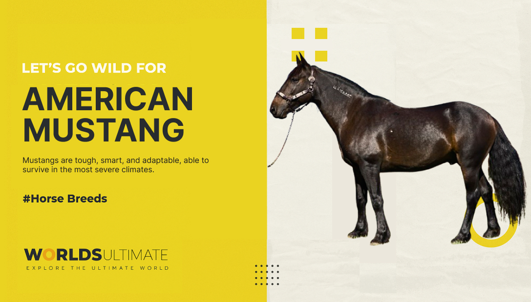 The American mustang
