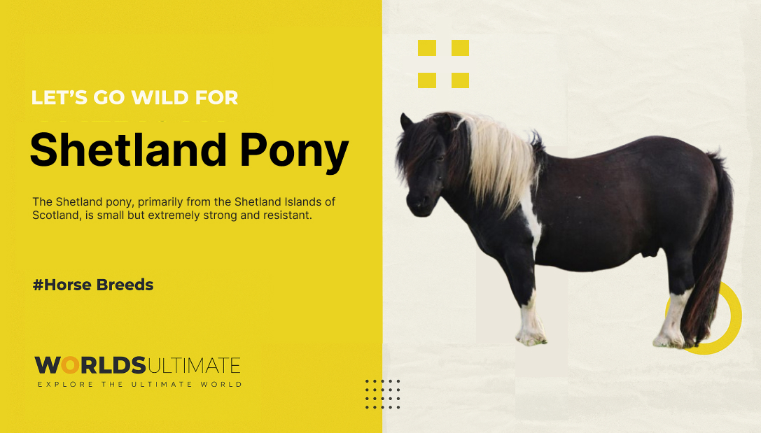 The Shetland pony