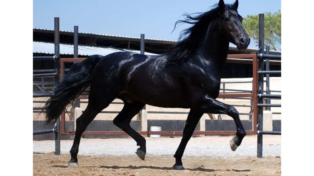 tennessee-walker