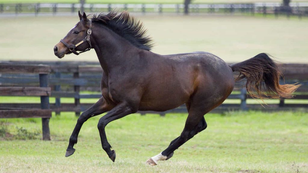 thoroughbred-horse