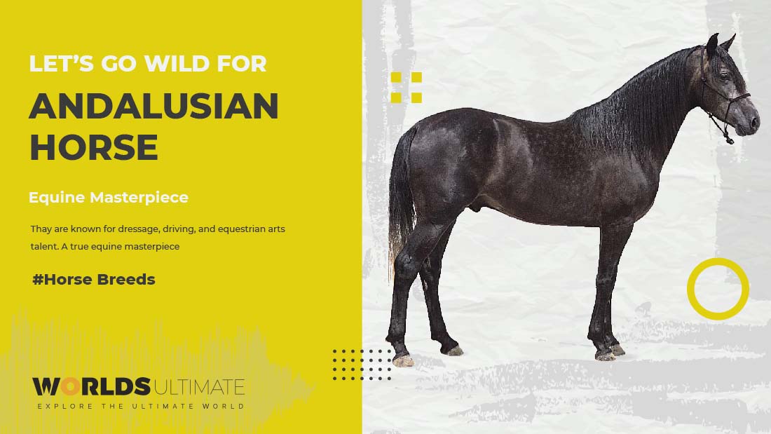 Andalusian stallion used in bullfights