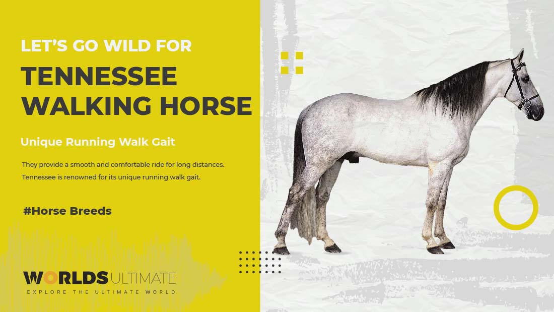 Tennessee Walking Horse solid build