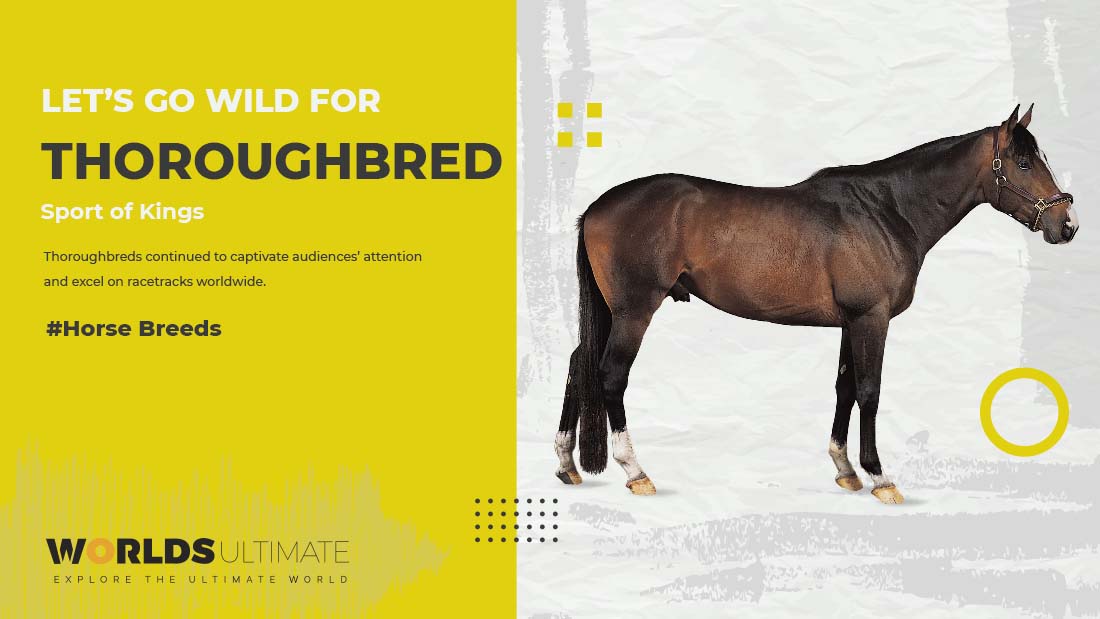 Thoroughbred breed of horse for racing and jumping