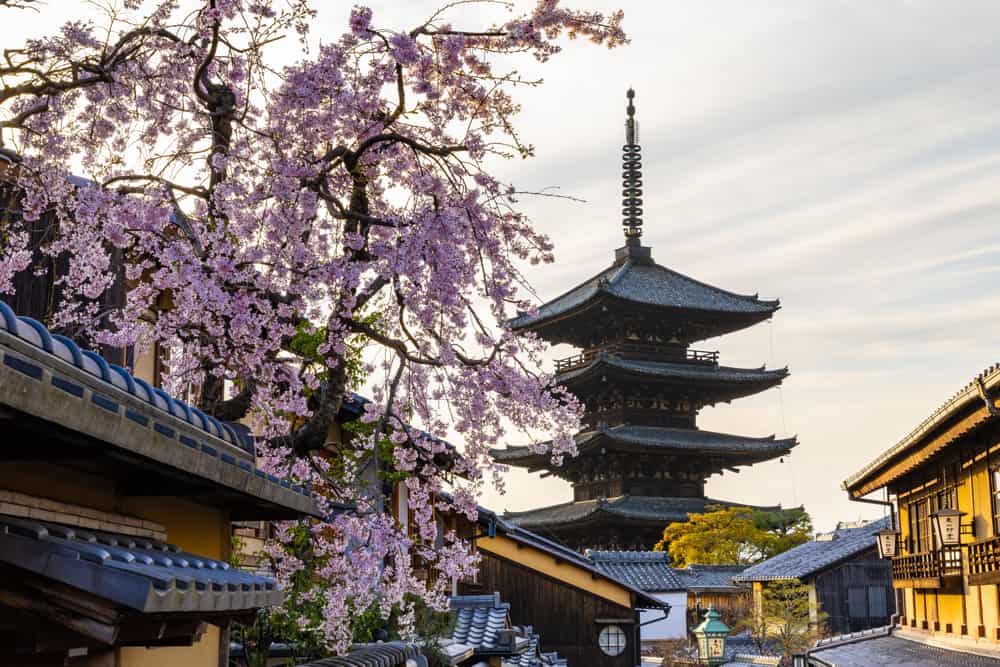 Kyoto Japan Pink Blossoms is a great solo trvel destination