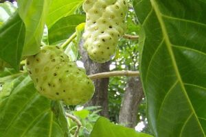 Morinda citrifolia