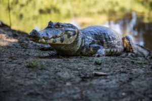 Caiman Crocodile