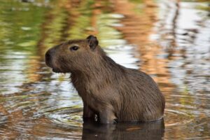 Capybara Rodent in Amazon