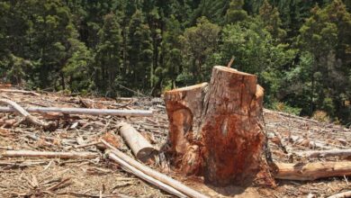 Deforestation and forest loss