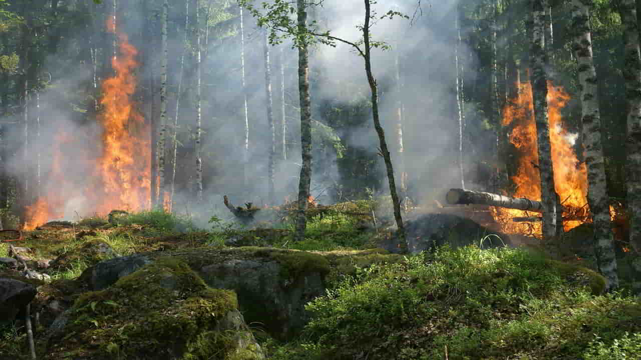 Forest Fires