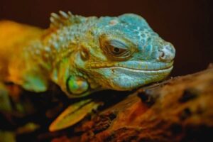 Green Lguana Lizard