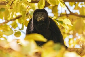 Howler Monkey sitting on a branch