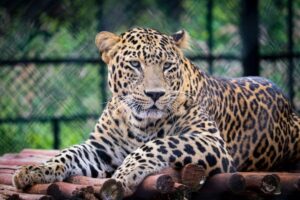 Jaguar Amazon Rainforest