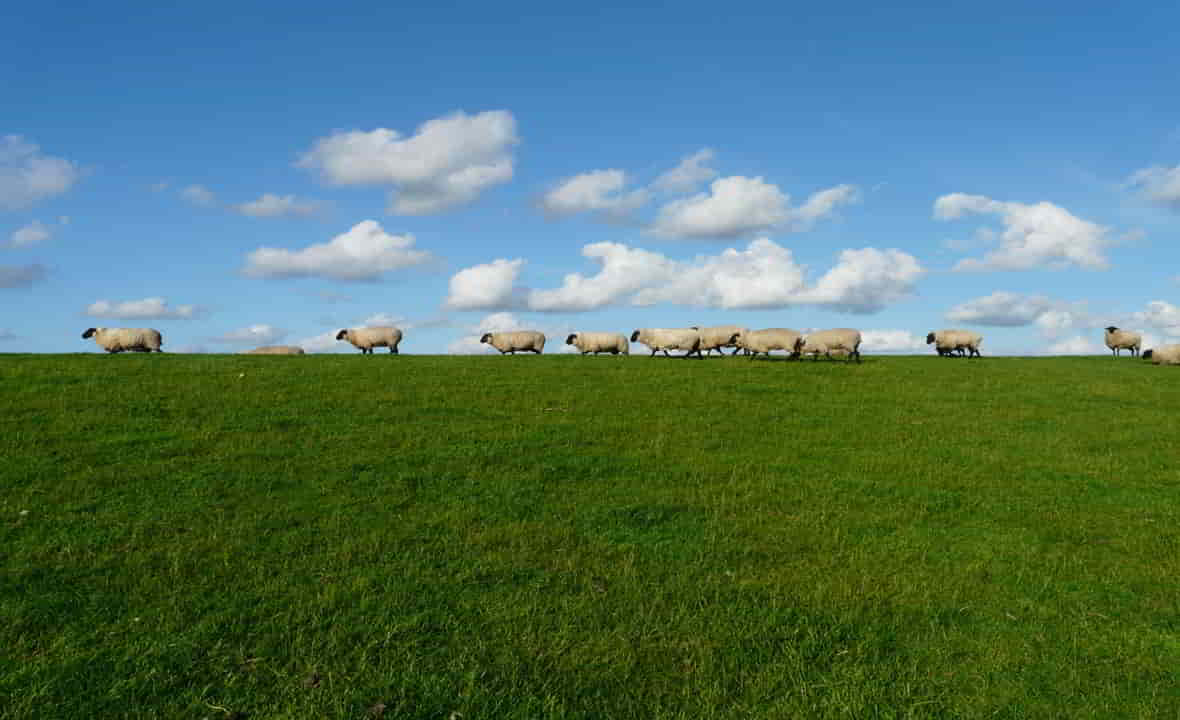 Overgrazing by Livestock