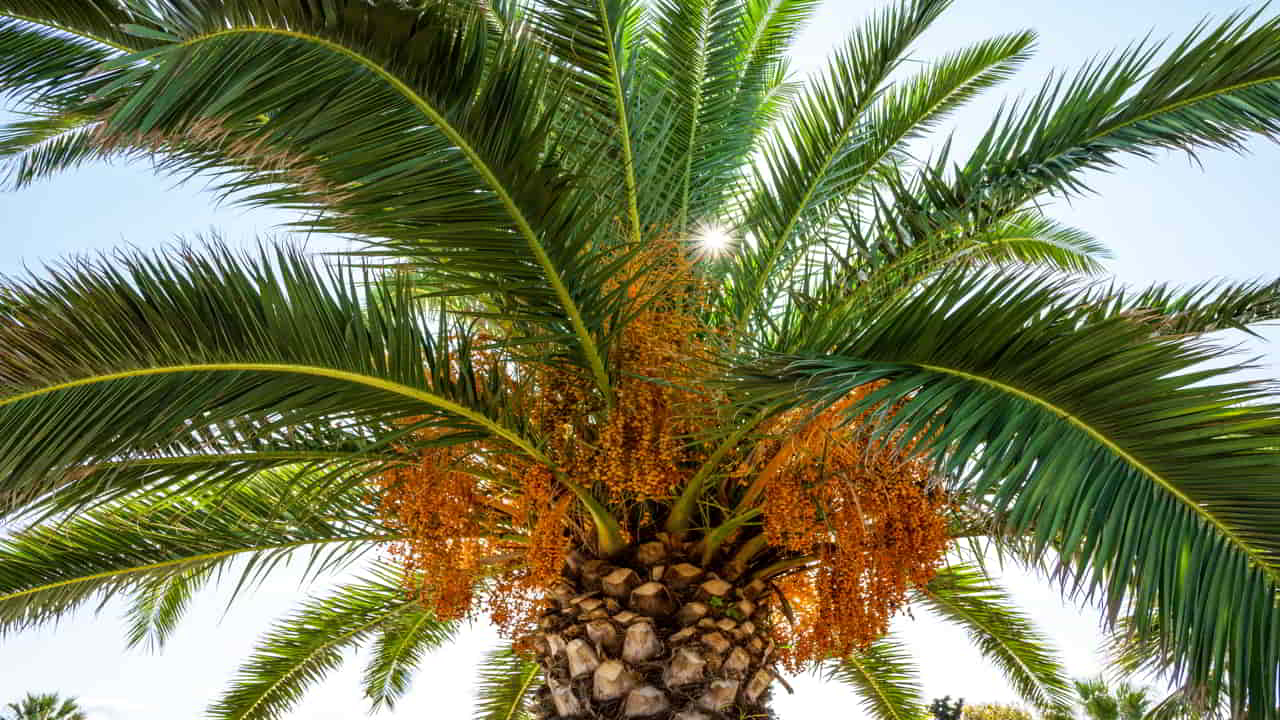 Mesocarp of palm fruit for Oil Extraction