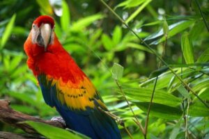 Scarlet Macaw