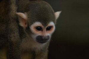 Squirel Monkey Close up