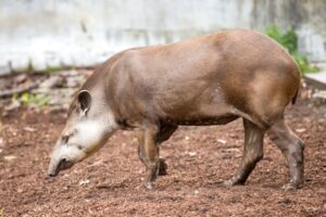 Tapir Mammal Amazon