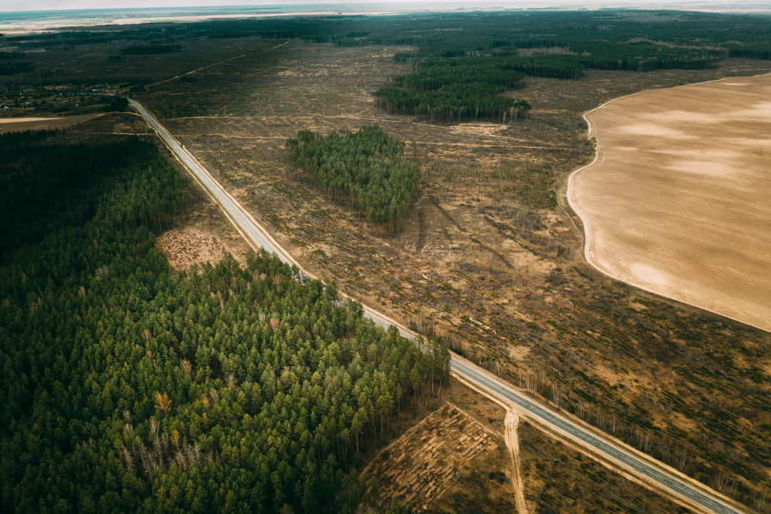 Biodiversity Loss due to Deforestation